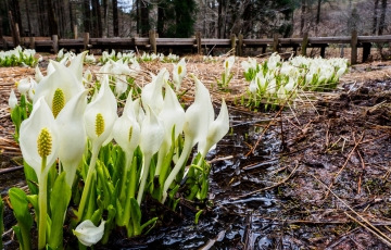雪解け待ちかねて!水芭蕉が咲く 岡山県立森林公園 散策