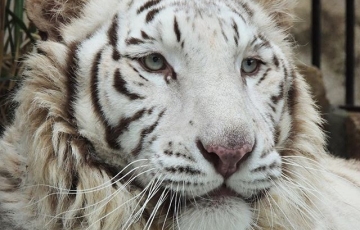 岡山の動物園&水族館めぐり!