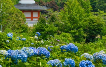 岡山花の寺 第2回「あじさいの咲く寺々」