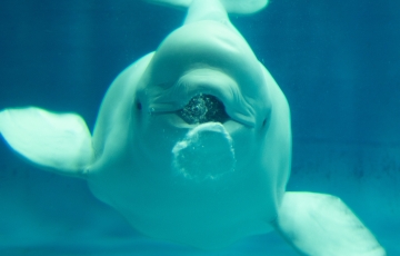 中国四国最大級の水族館 しまね海洋館アクアス
