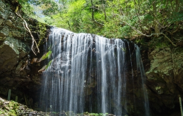 植物の宝庫 岡山県立森林公園散策