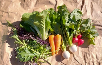 ~蒜山高原で高原野菜収穫体験~ 収穫した野菜は箱いっぱいに詰めてお持ち帰り♪