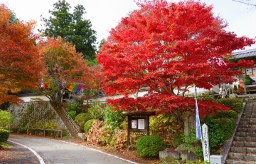 三室峡 紅葉見学と田原山上普門寺 四季桜咲の仁王桜・もみじ 見学