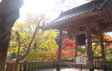 紅葉の隠れ名所 木山寺・誕生寺・菩提寺のイチョウを訪ねて!