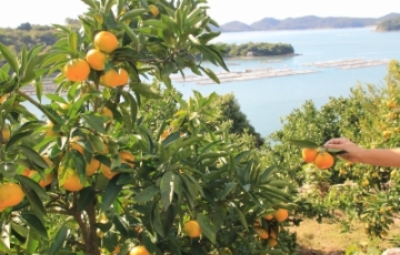 好評!日生諸島でみかん狩り。昼食は秋の味覚 松茸懐石をご賞味。