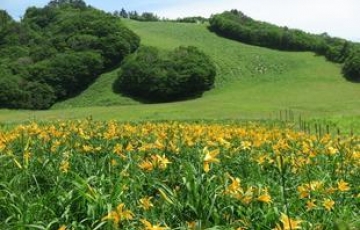 ゲレンデを彩るニッコーキスゲ見学と白樺林の恩原湖畔ドライブ「恩原高原」