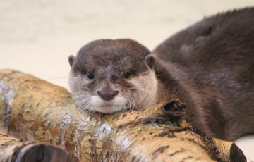 復活　瀬戸内海をゆったりフェリー旅
