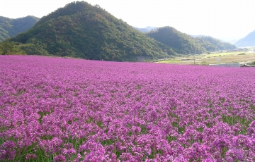 日本一の湖山池遊覧船　鳥取らっきょう花畑「花の絨毯」見学　貝殻節でお馴染みの「貝がら最中」お買い物