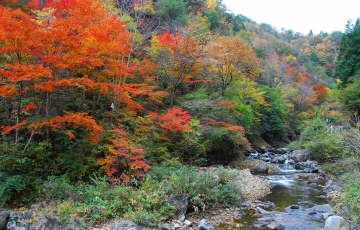 中国山地の秋めぐる 三室峡 紅葉見学。増便決定!! ※2号車は昼食場所が変更となっております。