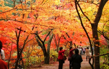 絶景!西日本屈指の紅葉スポット奥津渓